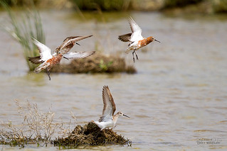 Flickr photo: Curlew Sandpipers (Calidris ferruginea) on migration south_9218