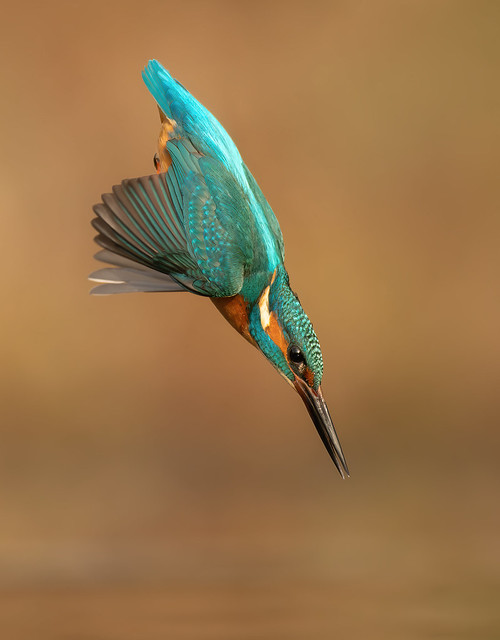 IJsvogel / Common kingfisher / Alcedo atthis