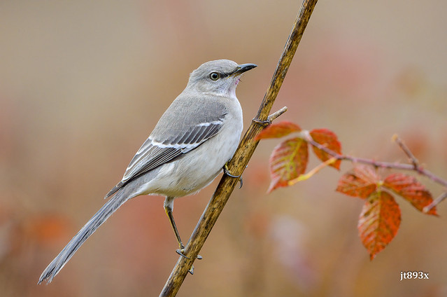 Northern Mockingbird