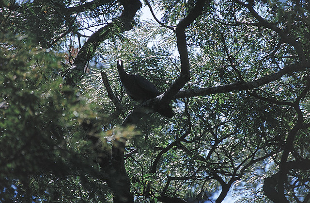 Hadeda Ibis, Wondo Genet, Ethiopia