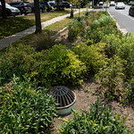 20230609-9E3A6163 A rain garden lines Hilton Drive at Bright Side Baptist Church in Lancaster, Pa., on June 9, 2023. &amp;quot;This intersection used to be a pond—it was so terrible,&amp;quot; said Francine Firestine, an active volunteer who has led green infrastructure efforts to address stormwater runoff and flooding issues at the church. &amp;quot;So these rain gardens really work.&amp;quot; (Photo by Will Parson/Chesapeake Bay Program)

USAGE REQUEST INFORMATION
The Chesapeake Bay Program&#039;s photographic archive is available for media and non-commercial use at no charge. To request permission, send an email briefly describing the proposed use to requests@chesapeakebay.net. Please do not attach jpegs. Instead, reference the corresponding Flickr URL of the image.

A photo credit mentioning the Chesapeake Bay Program is mandatory. The photograph may not be manipulated in any way or used in any way that suggests approval or endorsement of the Chesapeake Bay Program. Requestors should also respect the publicity rights of individuals photographed, and seek their consent if necessary.