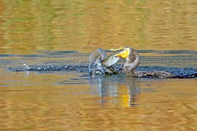 Cormorant with Trout