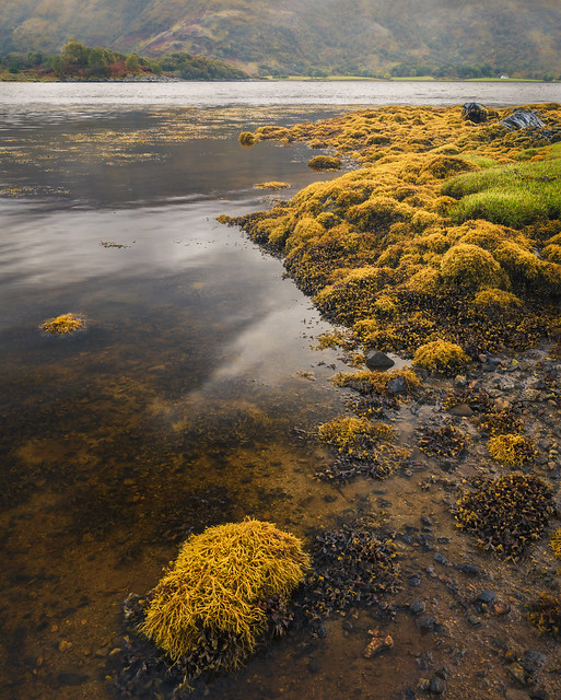 waters edge | Loch Sunart | Ardnamurchan Peninsula | Argyll