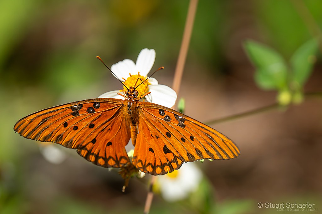 Afternoon Hangout Gulf Fritillary Butterfly