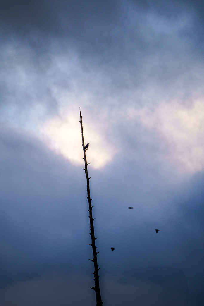 Crows and the snag