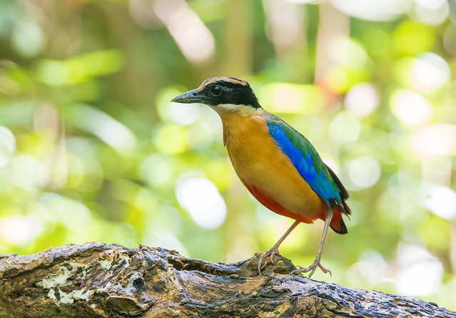 Bird in Vietnam - Blue Winged Pitta