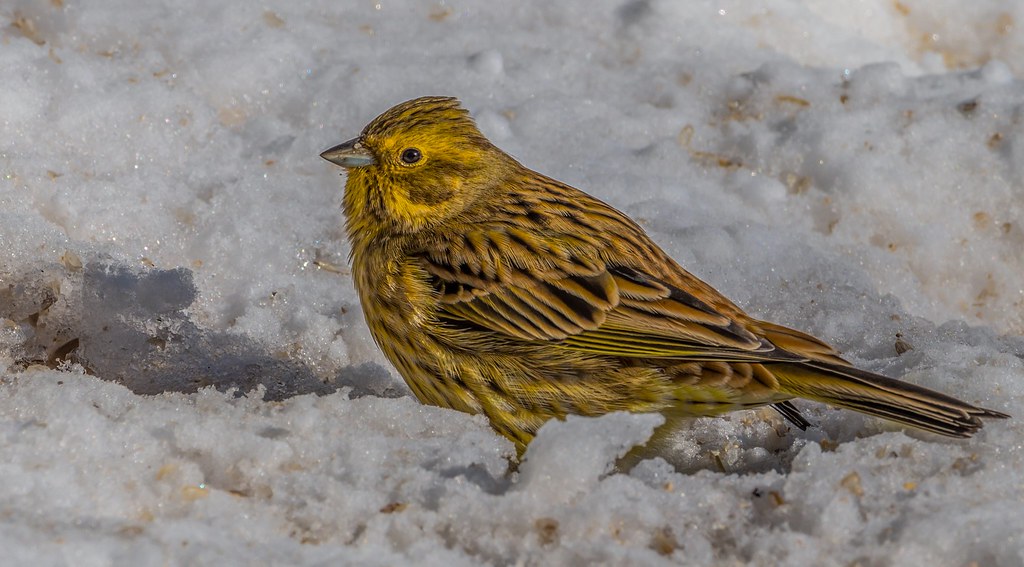 Emberiza Citrinella Yellowhammer Keltasirkku Nikon Z6ii Flickr emberiza-citrinella-yellowhammer-keltasirkku-nikon-z6ii-flickr
