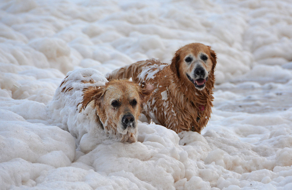 Lucy & Molly in the sea after the storms DSC_5024