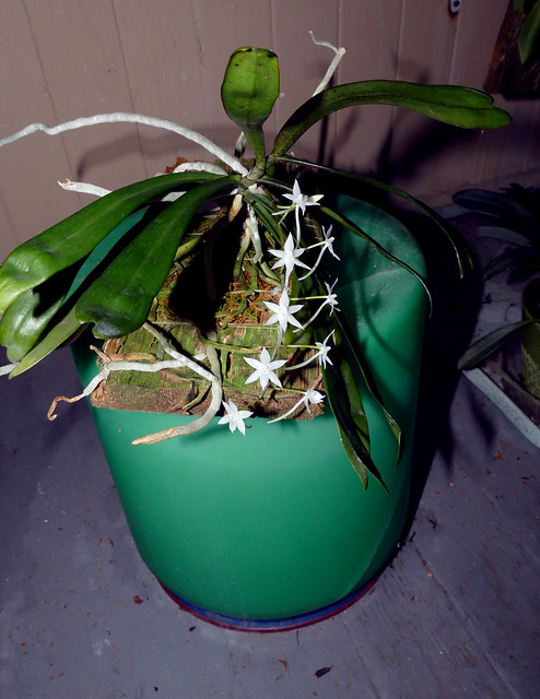 Aerangis ugandensis species orchid 12-23*