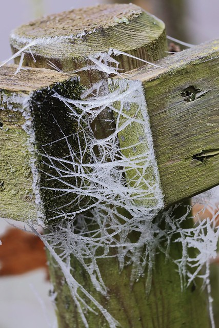 Frozen webs