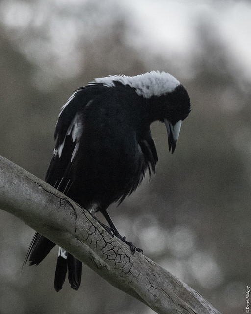 Australian Magpie : End of the day preening time