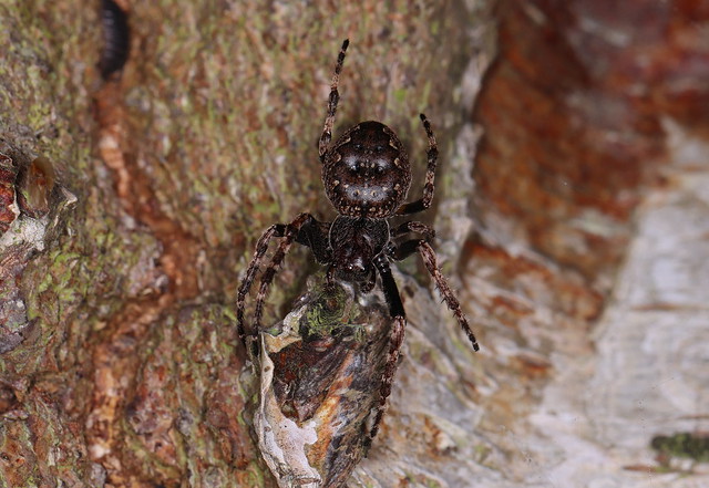 Flad hjulspinder (Walnut Orb-Weaver Spider / Nuctenea umbratica)