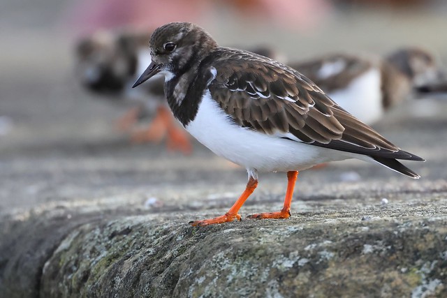 Turnstone Whitby Harbour