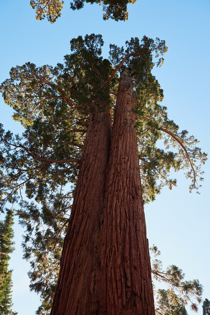 Two sequoia trees (together at the bottom)