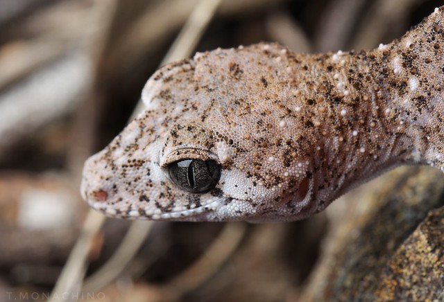 Border Thick-tailed Gecko (Uvidicolus sphyrurus)