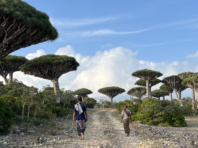 Paseo en el bosque de dragos de Firmihin (Socotra)