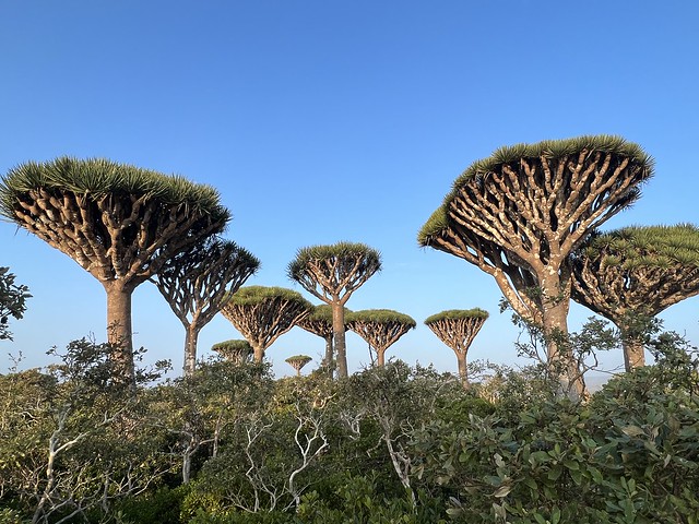 Bosque de dragos en Socotra
