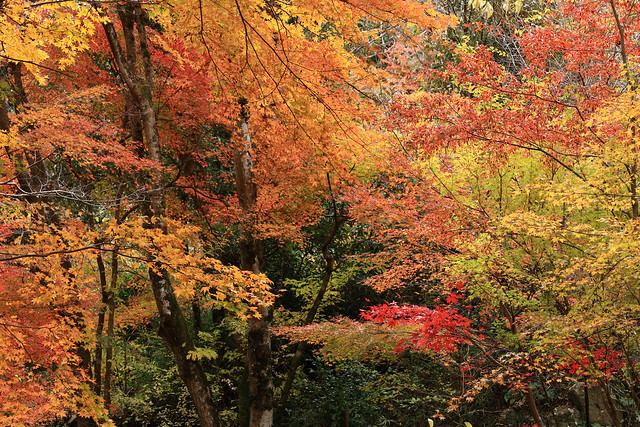 Japanese autumn colors