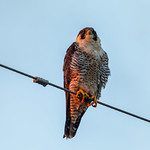Peregrine Falcon in Morning Light Peregrine Falcon in Morning Light