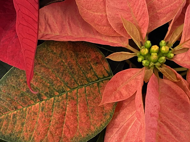 seasonal plant (342/365)
