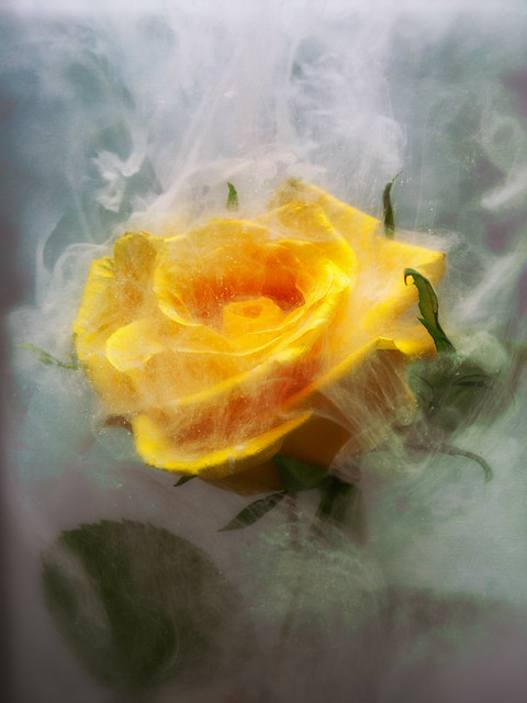Final rose underwater flower photography