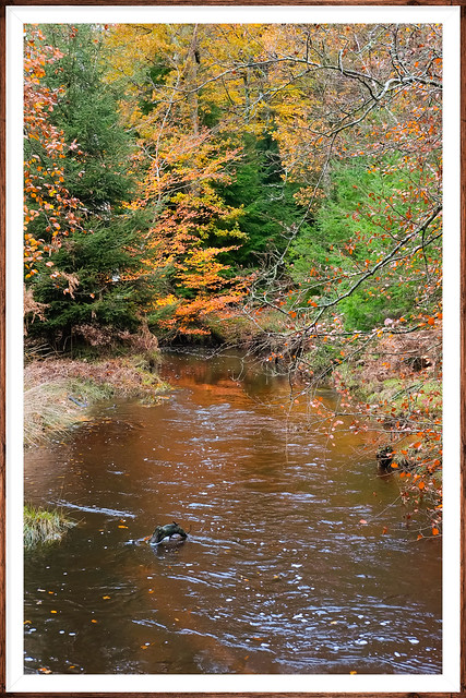 Blackwater Stream in Autumn Hants