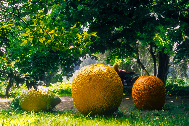 Citrus Fruits, Art Installation Renoir's Garden 1999, film, Cagnes-sur-Mer, France