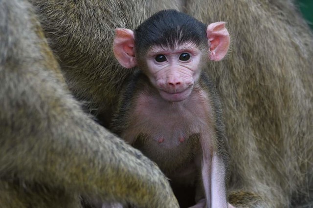Monkey baby in Kenya