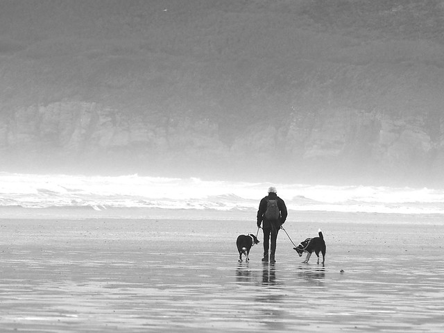 Promener les chiens sur la plage.Walk the dogs on the beach
