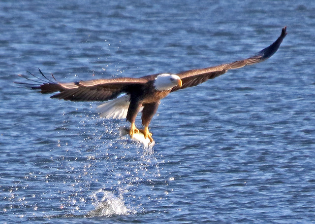 Bald Eagles at Milford Lake, KS