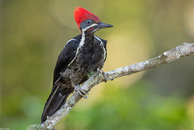 Lineated Woodpecker / Gestreepte helmspecht