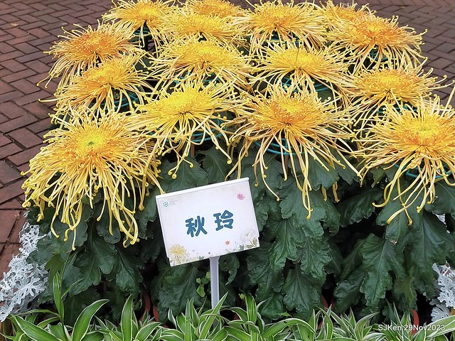 「2023士林官邸菊展 」(Shlin Residence Chryanthemum Festival ) series 7-1 , the exhibition is from Nov 24 to Dec 10, 2023 at Taipei, Taiwan.
