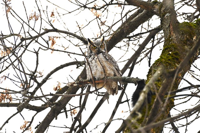 Grand-duc d'Amérique et Écureuil noir Miam Miam !!!--Great Horned Owl and the black squirrel (Bubo virginianus)