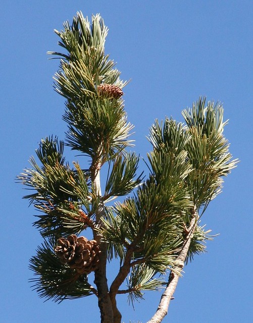 Pinus flexlilis Foliage with Cones