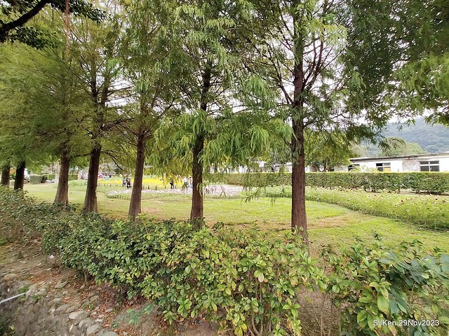 「2023士林官邸菊展 」(Shlin Residence Chryanthemum Festival ) series 7-1 , the exhibition is from Nov 24 to Dec 10, 2023 at Taipei, Taiwan.