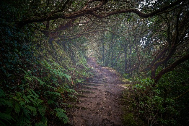 Deep in the Cloud Forest of the Anaga Mountains
