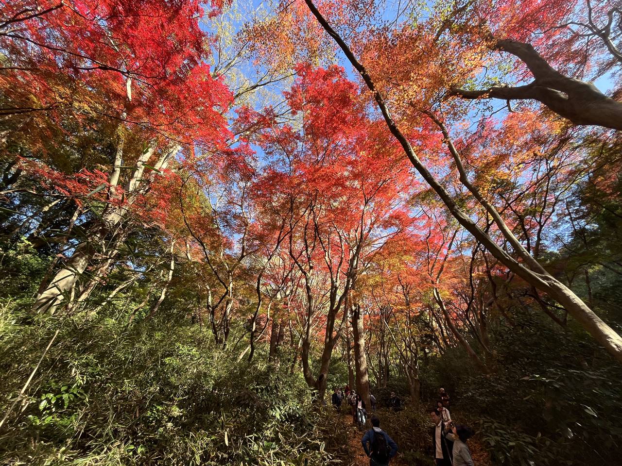 鎌倉アルプス 獅子舞の圧巻の紅葉！秋のハイキング