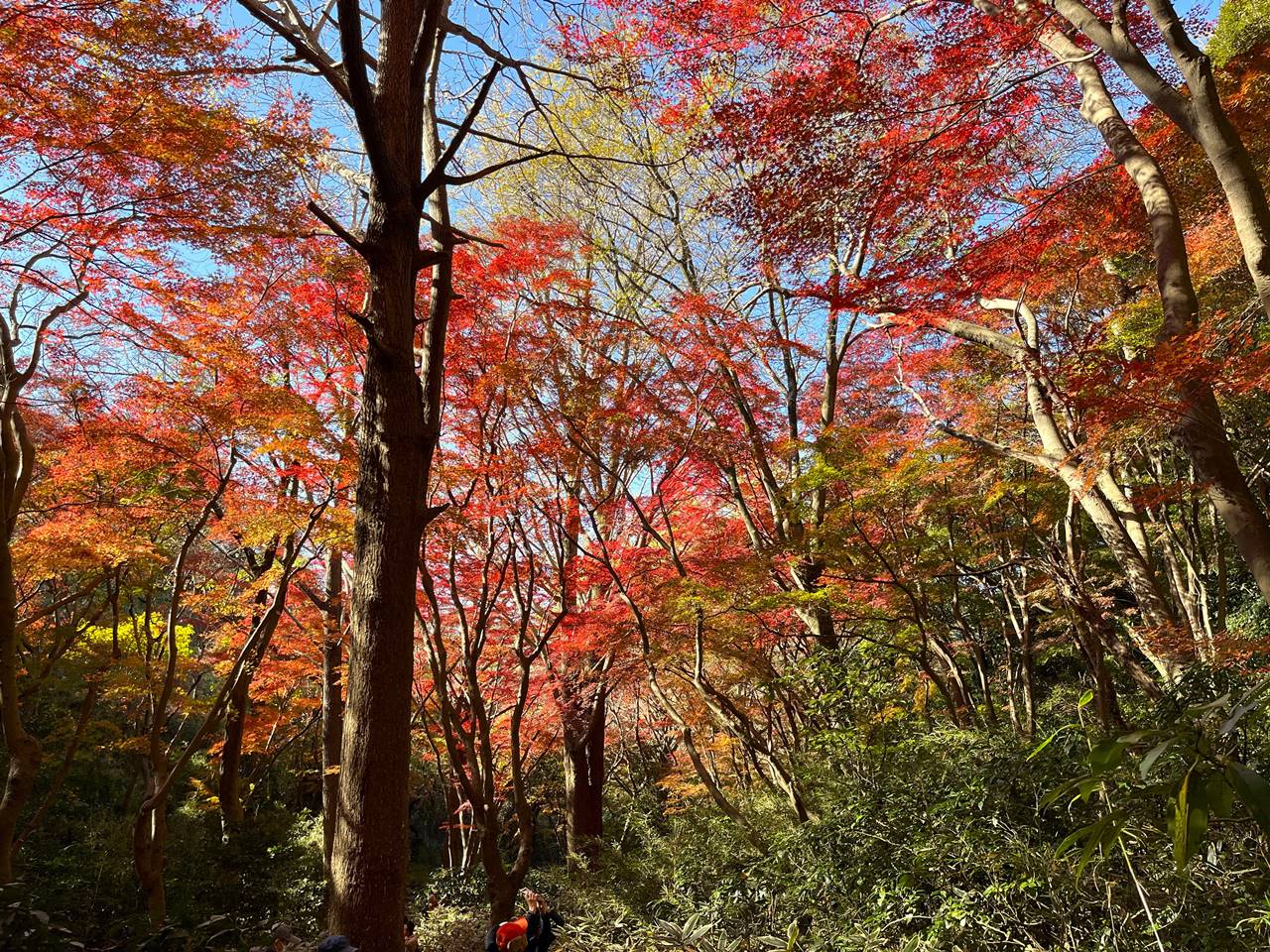 鎌倉アルプス 獅子舞の圧巻の紅葉！秋のハイキング