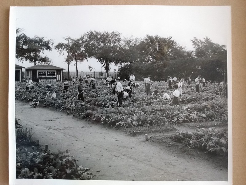 Jardins d’écoliers, Jardin botanique de Montréal, vers 1945 (vers le nord)