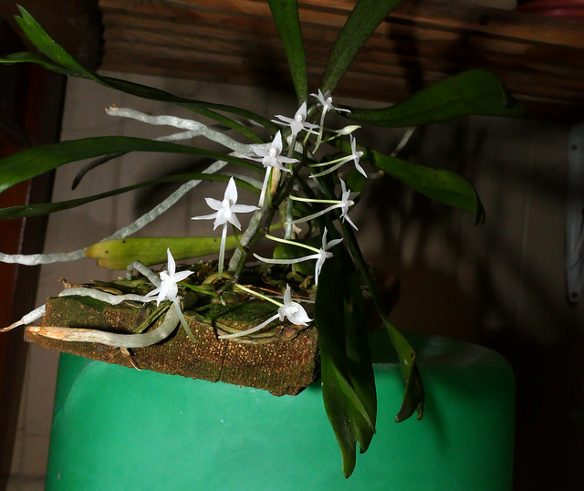 Aerangis ugandensis species orchid 12-23*