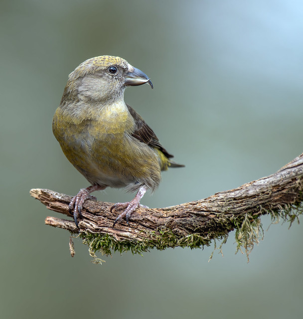 Kruisbek / Red crossbill / Loxia curvirostra