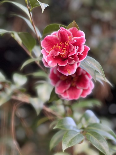 Tama Vino Camellia | by wang1688