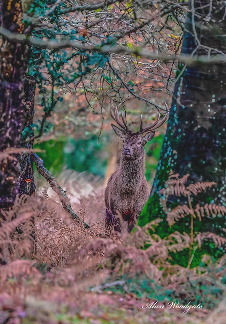 Red Deer Stag - New Forest