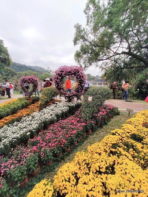 「2023士林官邸菊展 」(Shlin Residence Chryanthemum Festival ) series 7-2 , the exhibition is from Nov 24 to Dec 10, 2023 at Taipei, Taiwan.