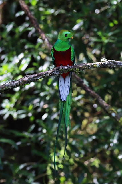 Male resplendent quetzal  (Pharomachrus mocinno)
