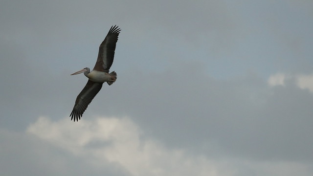 A pelican flying over lake naivasha on a very cloudy noon - Kenya