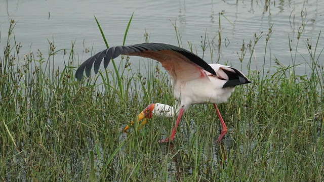 Yellow billed stork - Lake Naivasha - Kenya