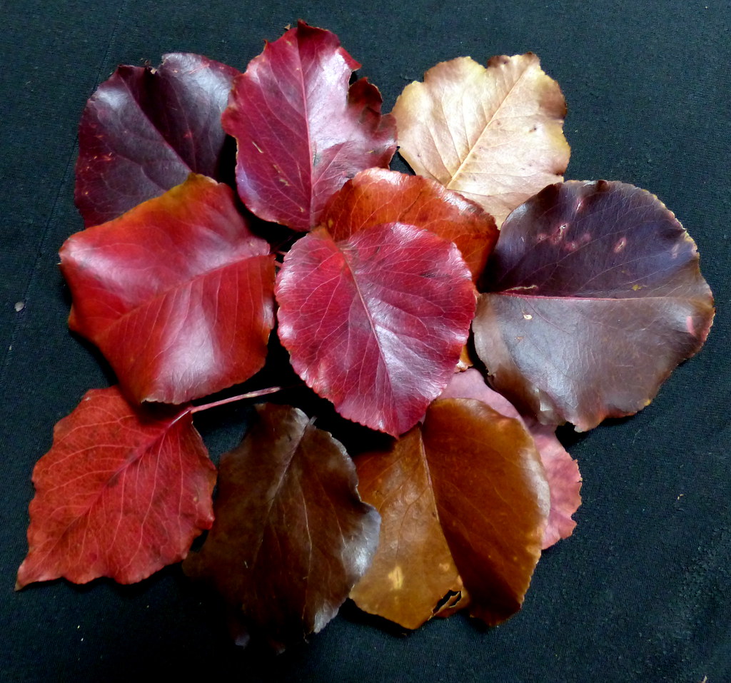 The colors of leaves