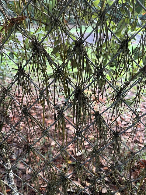 Pine needles on chain link