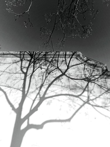 Treeshadow | by Ruthinit